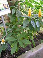 Pachystachys Lutea (Perou) (fam Acanthacees) (05) (Photo F. Mrugala)